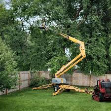 Professional Tree Removal and Landscaping Services in Howard Lake, MN